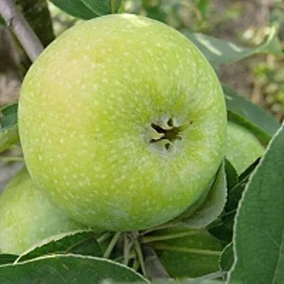 Яблоня РЕНЕТ СИМИРЕНКО  Яблоня РЕНЕТ СИМИРЕНКО в Москве