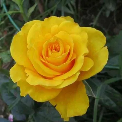 Саженцы роз КЕРИО чайно-гибридная — описание сорта Саженцы роз КЕРИО чайно-гибридная в Москве