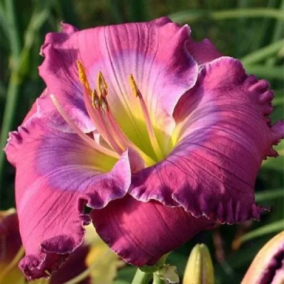 Лилейник ЛАВЕНДЕР БЛУ БЭБИ гибридный — описание сорта Лилейник ЛАВЕНДЕР БЛУ БЭБИ гибридный в Москве