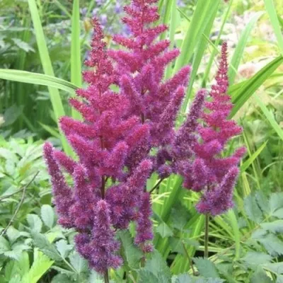 Астильба КАРАОКЕ ПАРТИ китайская — описание сорта Астильба КАРАОКЕ ПАРТИ китайская в Москве