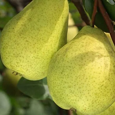 Груша СКАЗОЧНАЯ   Груша СКАЗОЧНАЯ  в Москве