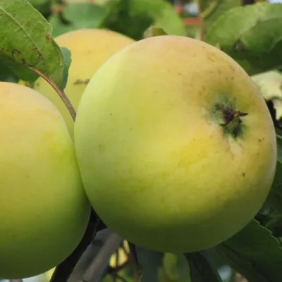 Яблоня РОССИЯНКА — описание сорта Яблоня РОССИЯНКА в Москве