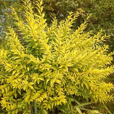 Бирючина АУРЕА обыкновенная  Бирючина АУРЕА обыкновенная в Москве