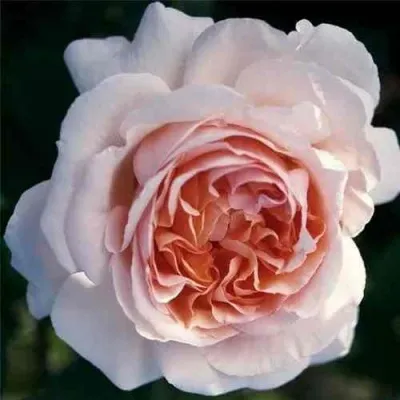 Саженцы роз АНДРЕ ЛЕ НОТР чайно-гибридная в Москве