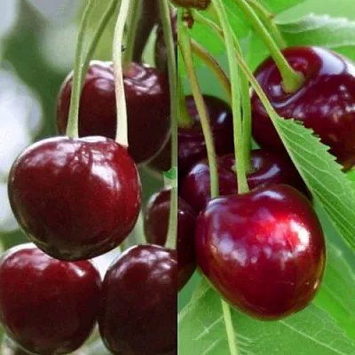 Комплект ВИШНЕВЫЙ ТАНДЕМ в Москве