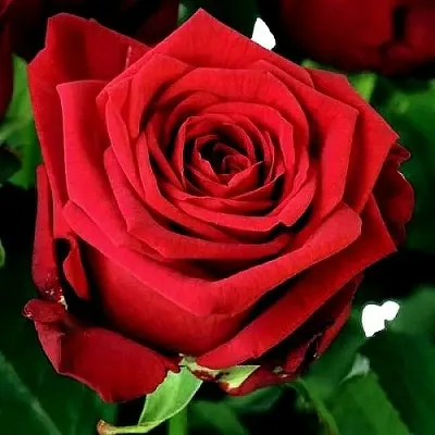 Саженцы роз РЕД НАОМИ чайно-гибридная  Саженцы роз РЕД НАОМИ чайно-гибридная в Москве