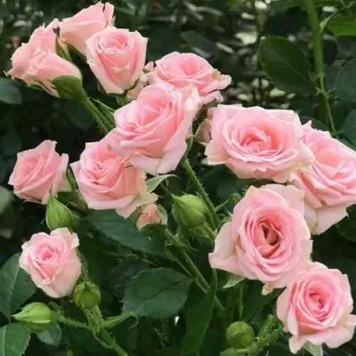 Саженцы роз КЛАССИК ЛИДИЯ спрей — описание сорта Саженцы роз КЛАССИК ЛИДИЯ спрей в Москве