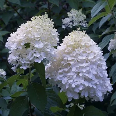 Гортензия ТАРДИВА метельчатая  Гортензия ТАРДИВА метельчатая в Москве
