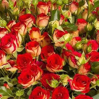 Саженцы роз РУБИЭЛЛА спрей  Саженцы роз РУБИЭЛЛА спрей в Москве