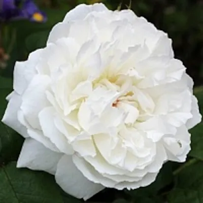 Саженцы роз ВИНЧЕСТЕР КАФЕДРАЛ английская в Москве