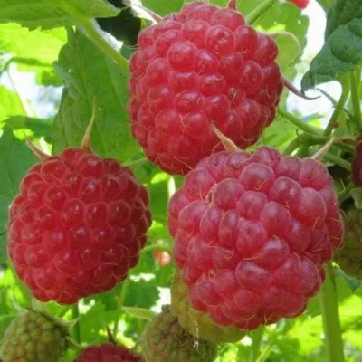 Малина НОВОСТЬ КУЗЬМИНА  — описание сорта Малина НОВОСТЬ КУЗЬМИНА  в Москве