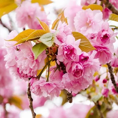 Сакура КАНЗАН в Москве