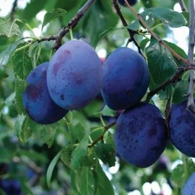 Слива ЭМПРЕСС — описание сорта Слива ЭМПРЕСС в Москве