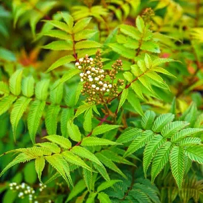 Рябинник  Рябинник в Москве