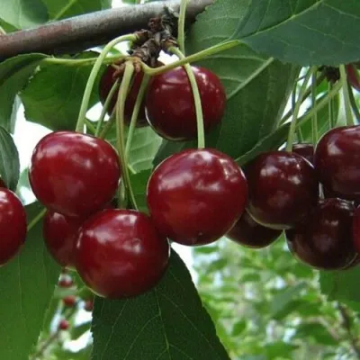 Вишня ПАМЯТЬ ВАВИЛОВА в Москве