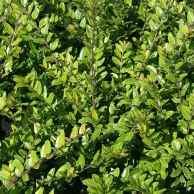 Жимолость ЭЛЕГАНТ блестящая в Москве