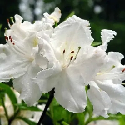 Азалия ОКСИДОЛ листопадная — описание сорта Азалия ОКСИДОЛ листопадная в Москве