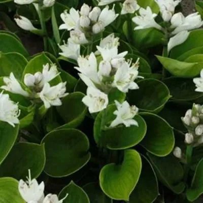 Хоста МОНСТЕР ИРЗ гибридная — описание сорта Хоста МОНСТЕР ИРЗ гибридная в Москве