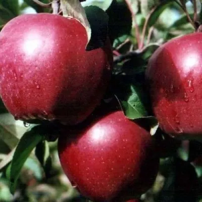 Яблоня РЕД ПРИНЦ — описание сорта Яблоня РЕД ПРИНЦ в Москве