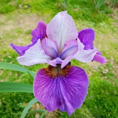 Ирис ЛАЙТ ОВ ХАРТ сибирский — описание сорта Ирис ЛАЙТ ОВ ХАРТ сибирский в Москве