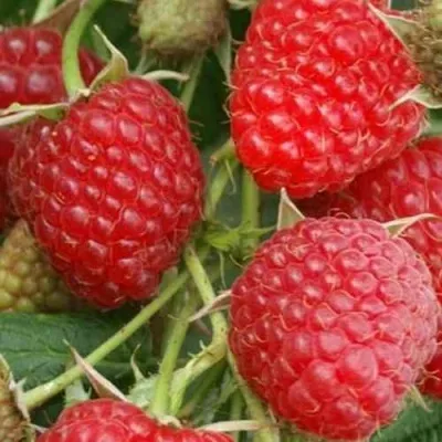 Малина КОЛОКОЛЬЧИК — описание сорта Малина КОЛОКОЛЬЧИК в Москве