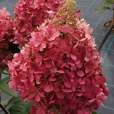 Гортензия КАНДЕЛАЙТ метельчатая  Гортензия КАНДЕЛАЙТ метельчатая в Москве