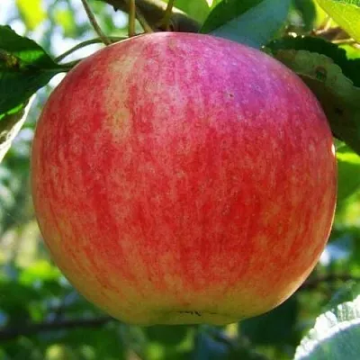 Яблоня ШТРИФЕЛЬ  Яблоня Штрифель (Штрейфлинг или Осеннее полосатое) в Москве