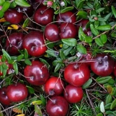 Клюква БЕН ЛИР  Клюква БЕН ЛИР в Москве