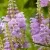 Физостегия РОЗЕЯ виргинская в Москве