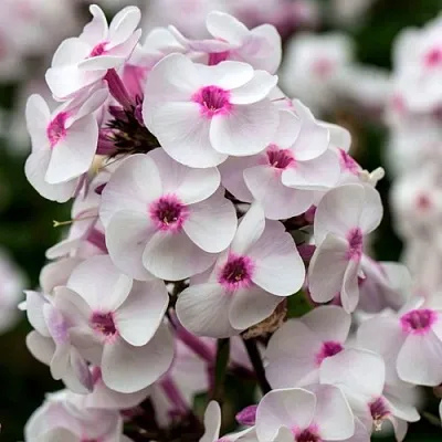 саженцы флокса саженцы флокса