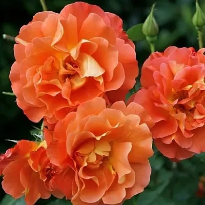 Саженцы роз ВЕСТЕРЛЕНД шраб  Саженцы роз ВЕСТЕРЛЕНД шраб в Москве