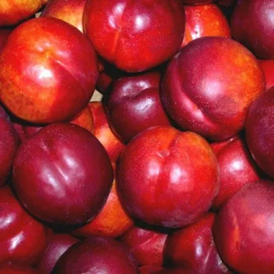 Нектарин МЕДВЕДЕВСКИЙ — описание сорта Нектарин МЕДВЕДЕВСКИЙ в Москве