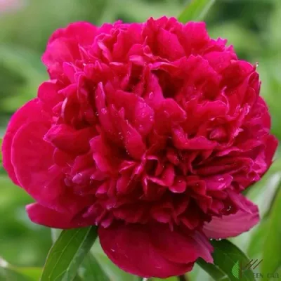 Пион РЕД САРА БЕРНАР травянистый — описание сорта Пион РЕД САРА БЕРНАР травянистый в Москве