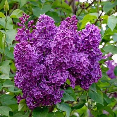 Сирень СУМЕРКИ  Сирень СУМЕРКИ в Москве