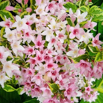 Вейгела САННИ ПРИНЦЕСС  Вейгела САННИ ПРИНЦЕСС в Москве