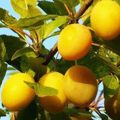 Слива ЗОЛОТАЯ КАПЛЯ — описание сорта Слива ЗОЛОТАЯ КАПЛЯ в Москве