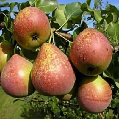 Груша МРАМОРНАЯ — описание сорта Груша МРАМОРНАЯ в Москве