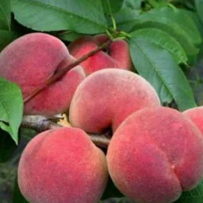 Персик КАНАДИАН ХАРМОНИ  Персик КАНАДИАН ХАРМОНИ в Москве