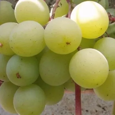 Виноград ФРУМОАСА АЛБЭ — описание сорта Виноград ФРУМОАСА АЛБЭ в Москве