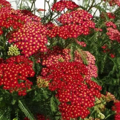 Тысячелистник ПАПРИКА обыкновенный в Москве