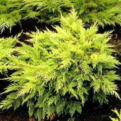 Можжевельник МОРДИГАН ГОЛД средний в Москве