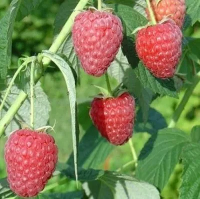 Малина ПОЛЕСЬЕ — описание сорта Малина ПОЛЕСЬЕ в Москве