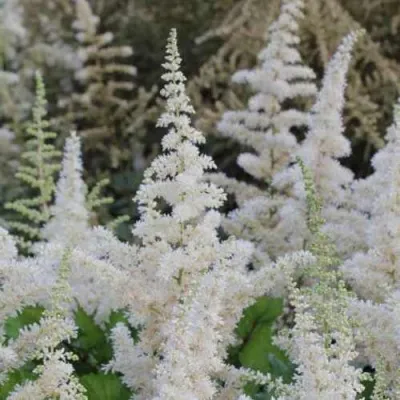 Астильба ВИЖНС ИН ВАЙТ китайская — описание сорта Астильба ВИЖНС ИН ВАЙТ китайская в Москве