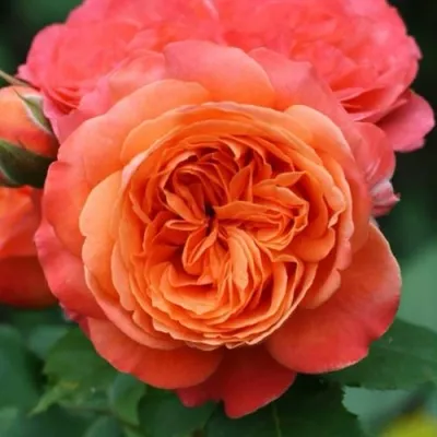 Саженцы роз ЭМИЛЬЕН ГИЙО шраб — описание сорта Саженцы роз ЭМИЛЬЕН ГИЙО шраб в Москве