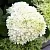 Гортензия УАЙТ ЛЕДИ метельчатая в Москве