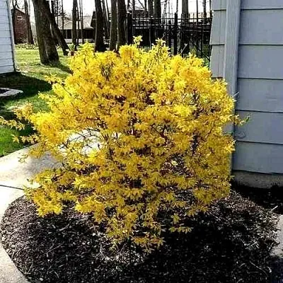 Форзиция ЛЕДНОГОРА промежуточная  Форзиция ЛЕДНОГОРА промежуточная в Москве