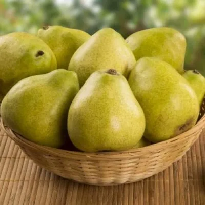 Груша ВИЛИЯ в Москве