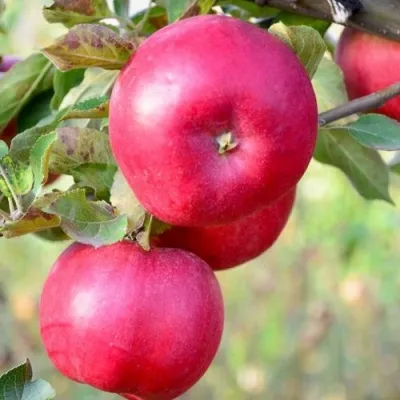 Яблоня АЙДАРЕД — описание сорта Яблоня АЙДАРЕД в Москве