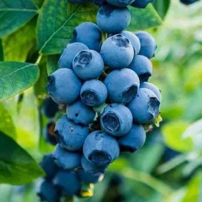 Голубика БОНИФАЦИЙ — описание сорта Голубика БОНИФАЦИЙ в Москве