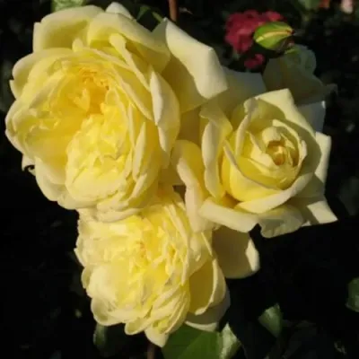 Саженцы роз КАЗИНО плетистая — описание сорта Саженцы роз КАЗИНО плетистая в Москве